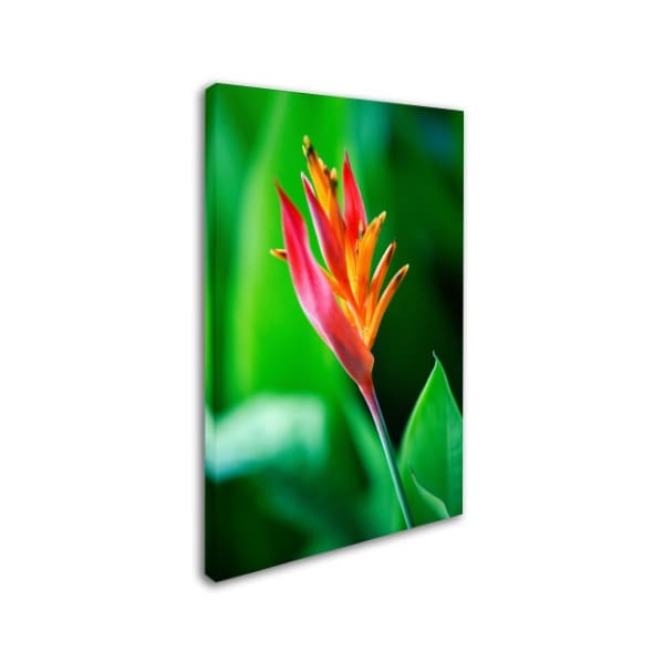 Robert Harding Picture Library 'Red And Yellow Flowers' Canvas Art,30x47